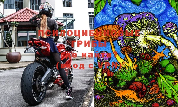 прущие грибы Беломорск